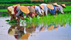 Alimentation : nourrir les Hommes